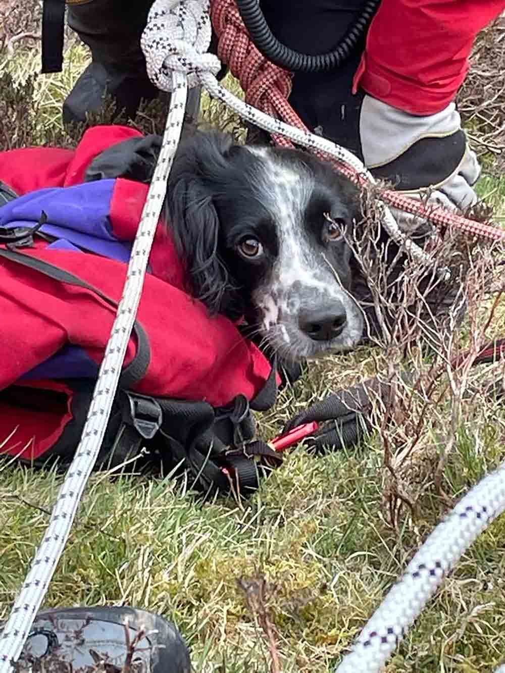 Mountain Rescue Team save springer spaniel puppy Louis who fell down waterfall - Scottish News