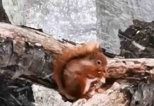 Hardy Squirrel Braves Blizzard | Scottish News