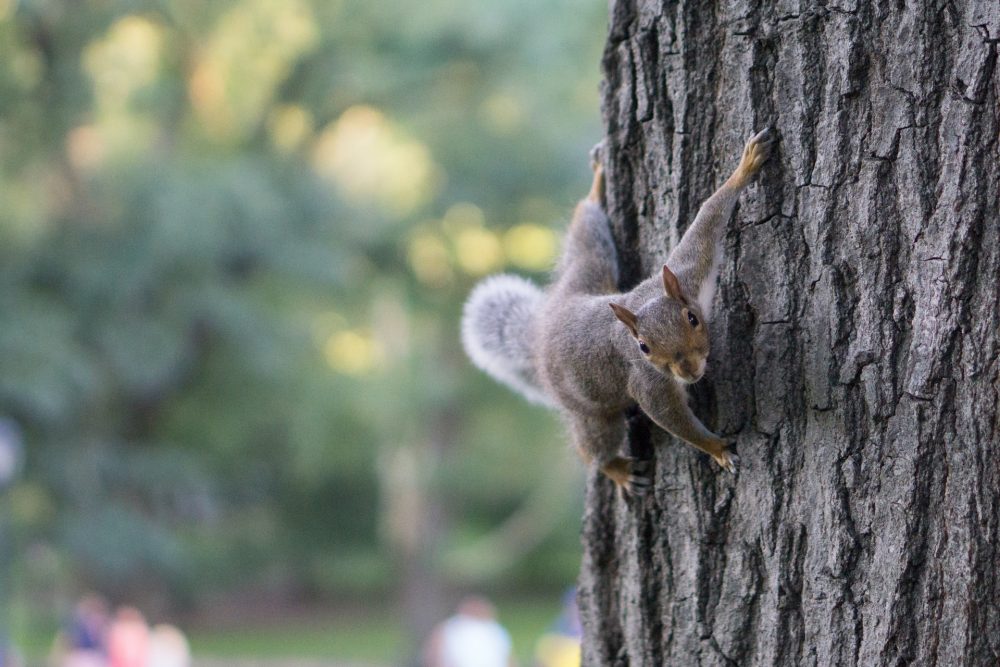 A squirrel on a tree - Animal News Scotland