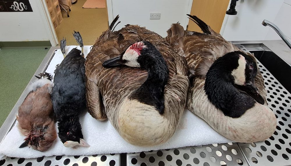 An image of four dead birds killed by thugs - Animal News