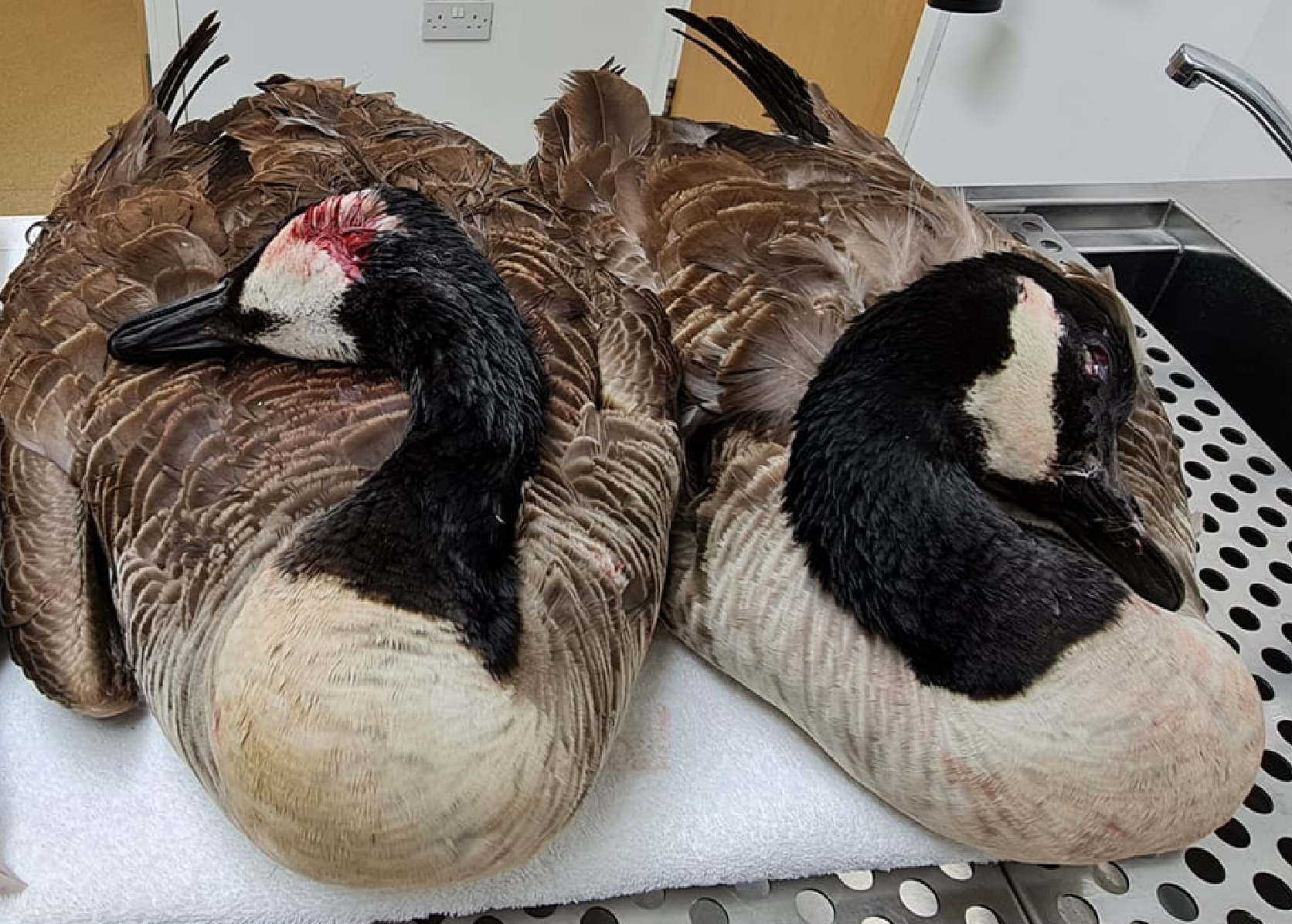 Two Canada Geese killed by thugs - Animal News