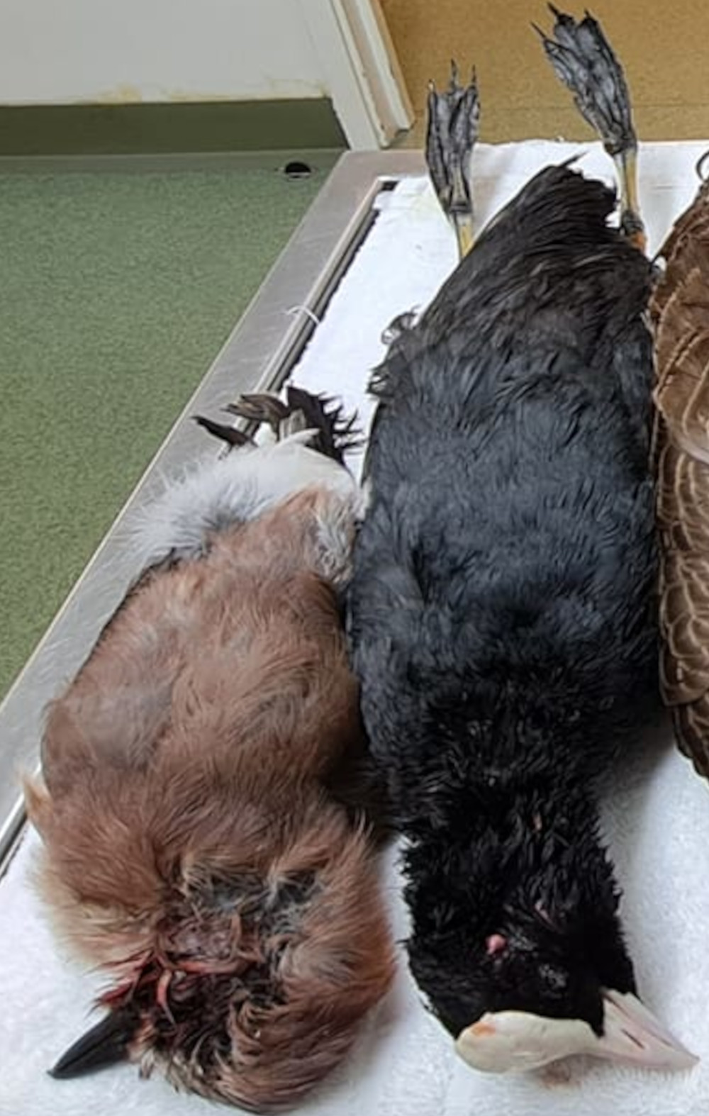 A dead Jay and Coot killed by thugs - Animal News UK