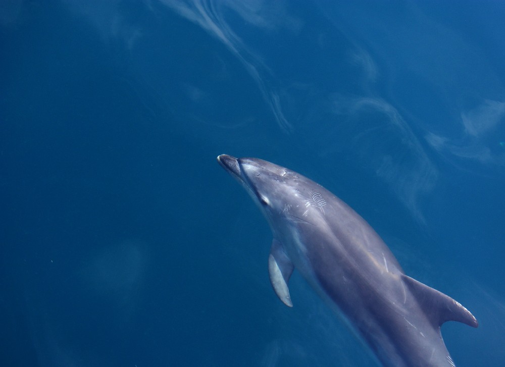 Dolphin swimming - Nature News Scotland