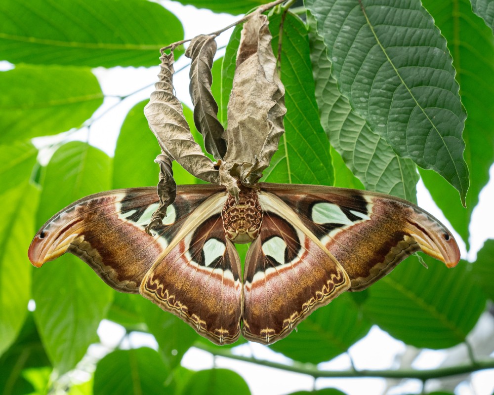 Moth - Nature News Scotland