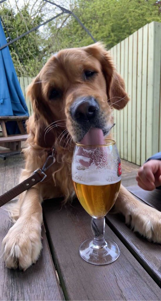 A GOLDEN retriever has become an online hit after he was photographed drinking a pint in a Scots pub before hopping onto the table.