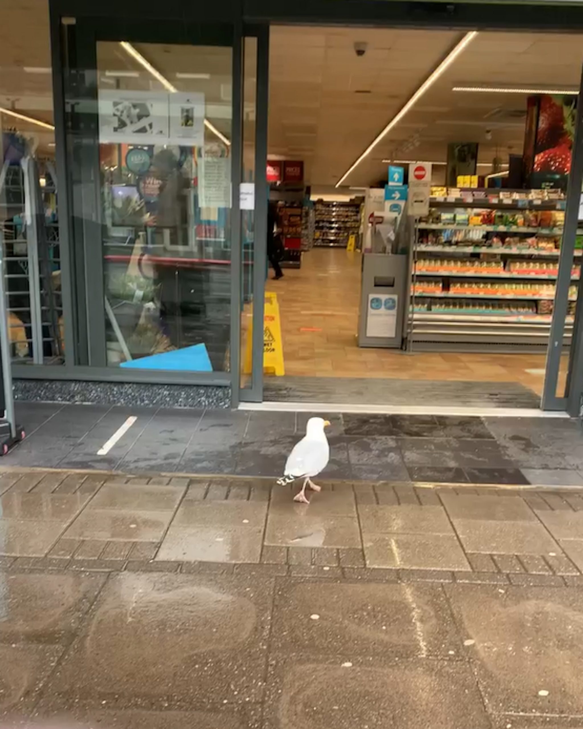 Gus entering the shop to seek out his lunch| Viral Video News