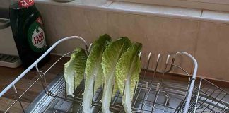 Girlfriend baffled after spotting her boyfriend leaving lettuce leaves out to dry on draining rack - Viral News