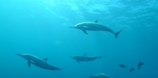 potential risk to dolphins due to unique fasting habits| Nature News Scotland