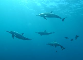 potential risk to dolphins due to unique fasting habits| Nature News Scotland