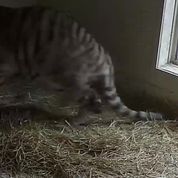 CCTV Footage of the cubs - Scottish News