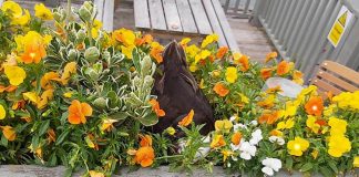 Rita the duck nesting in the flower bed - Animal News UK