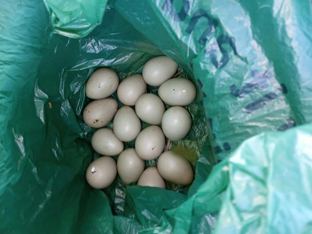 The rare Grey Partridge Eggs were recovered after a young dog attacked their mum - Animal News UK