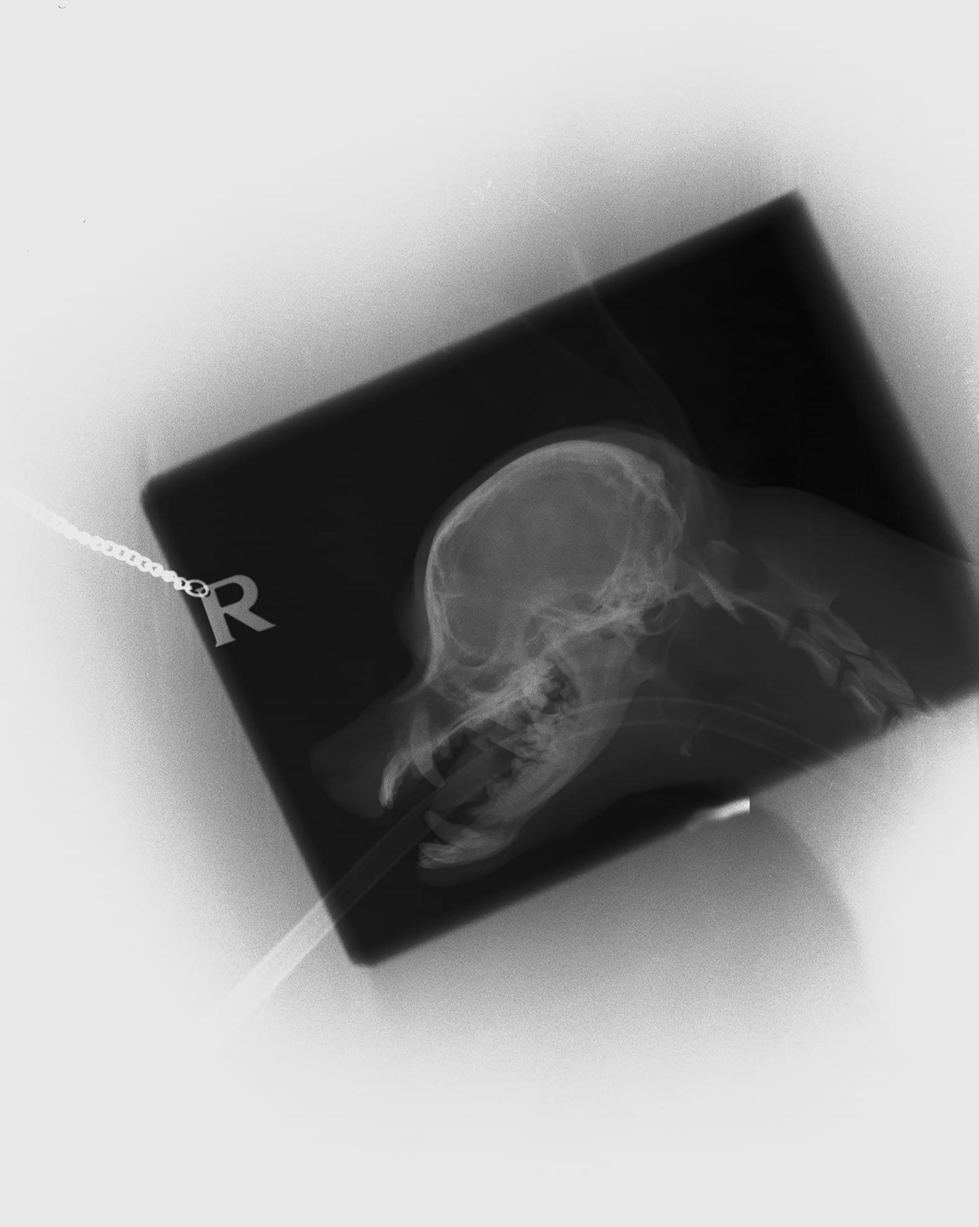 X-ray of Hero the Chorkie after his attack - Animal News UK