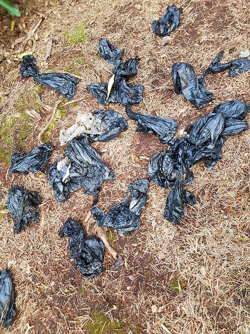 Dog poo in bags - Community News Scotland