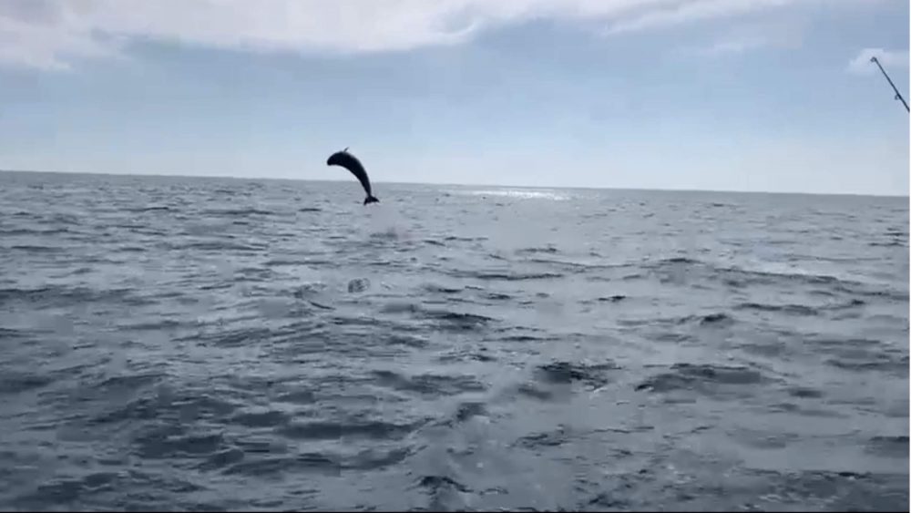 Dolphin leaping out of water near Stonehaven - Scottish News