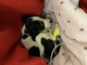 Reggie receiving treatment for parvovirus at Clyde Veterinary Hospital - Scottish News