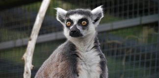 Stumpy the lemur | Animal News Scotland