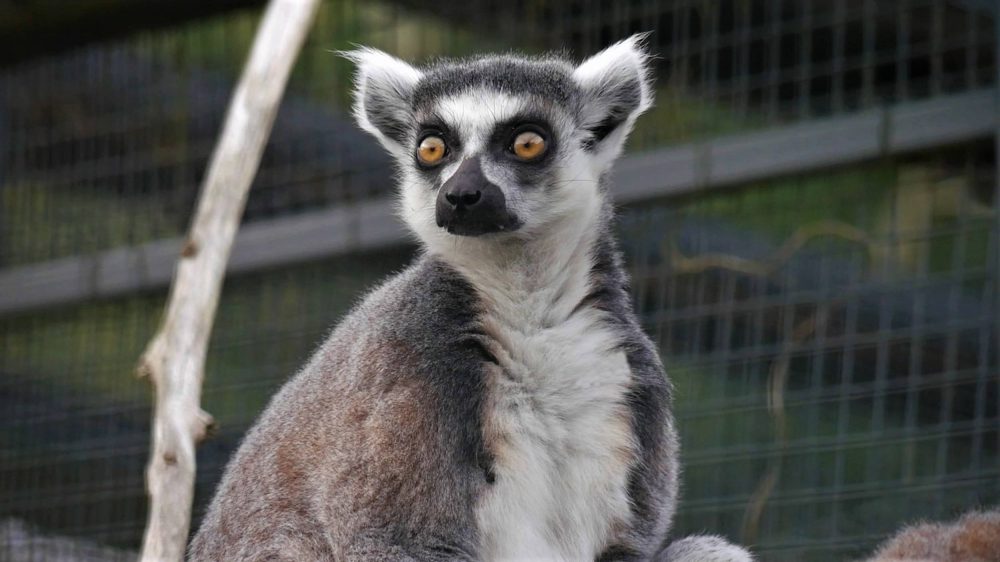 Stumpy the lemur | Animal News Scotland