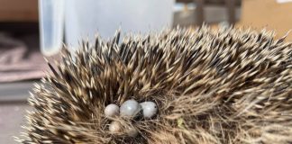 Bert the hedgehog infested by ticks | Wildlife News UK|