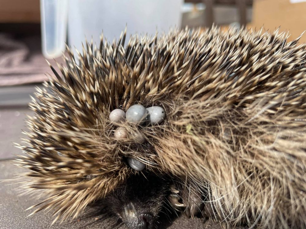 Bert the hedgehog infested by ticks | Wildlife News UK|