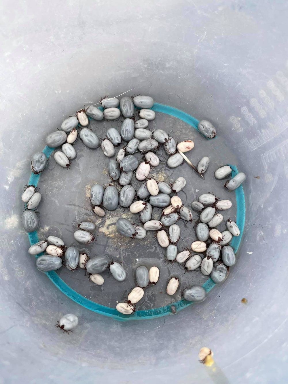 Bucket filled with 44 grams of ticks | Wildlife News UK