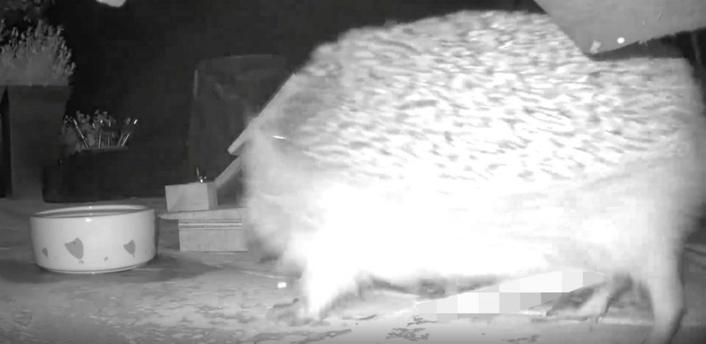 Hedgehog flaunting package - wildlife news UK