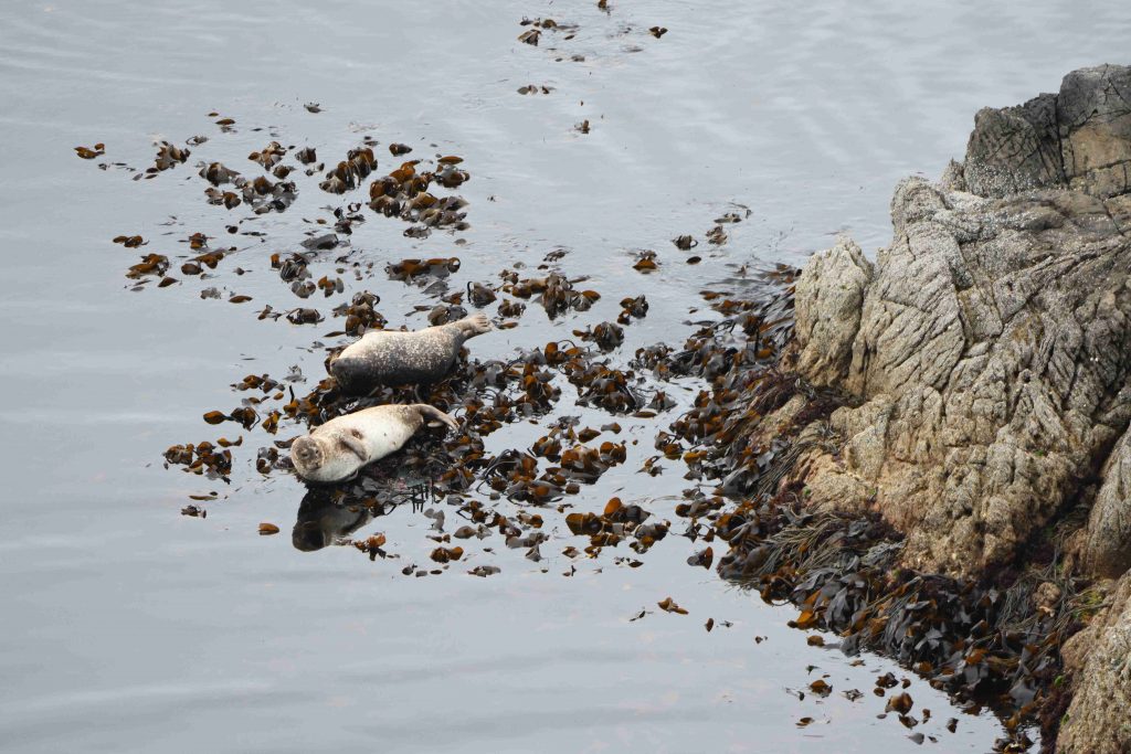 seals on a beach - Scottish News