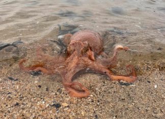 The curled octopus was captured in the Firth of Forth - Scottish Wildlife News