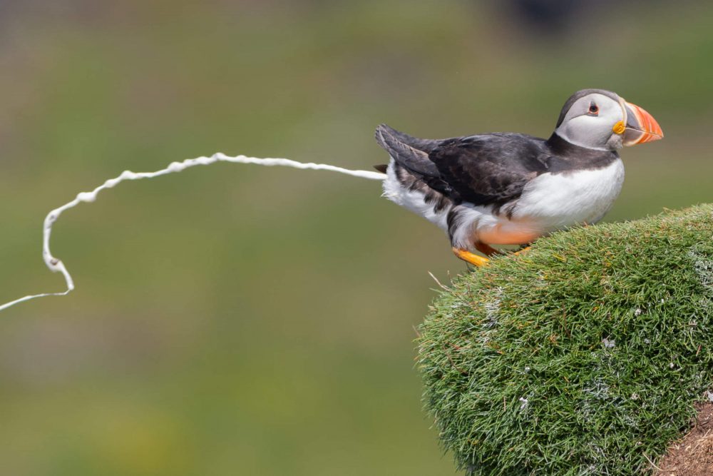 Pooing puffin - photography news Scotland