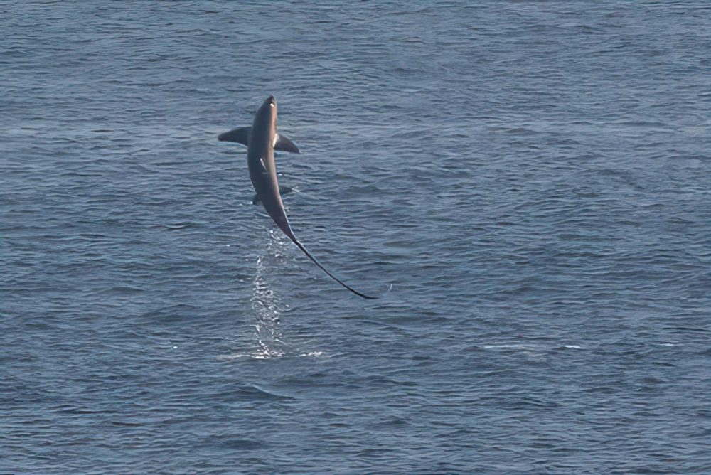 The rare shark breaching - Irish Wildlife News 