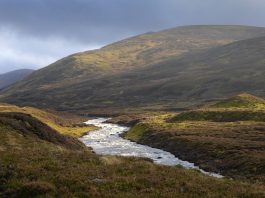 The Scottish Government have announced funding to safeguard wildlife and tackle biodiversity loss - Scottish News