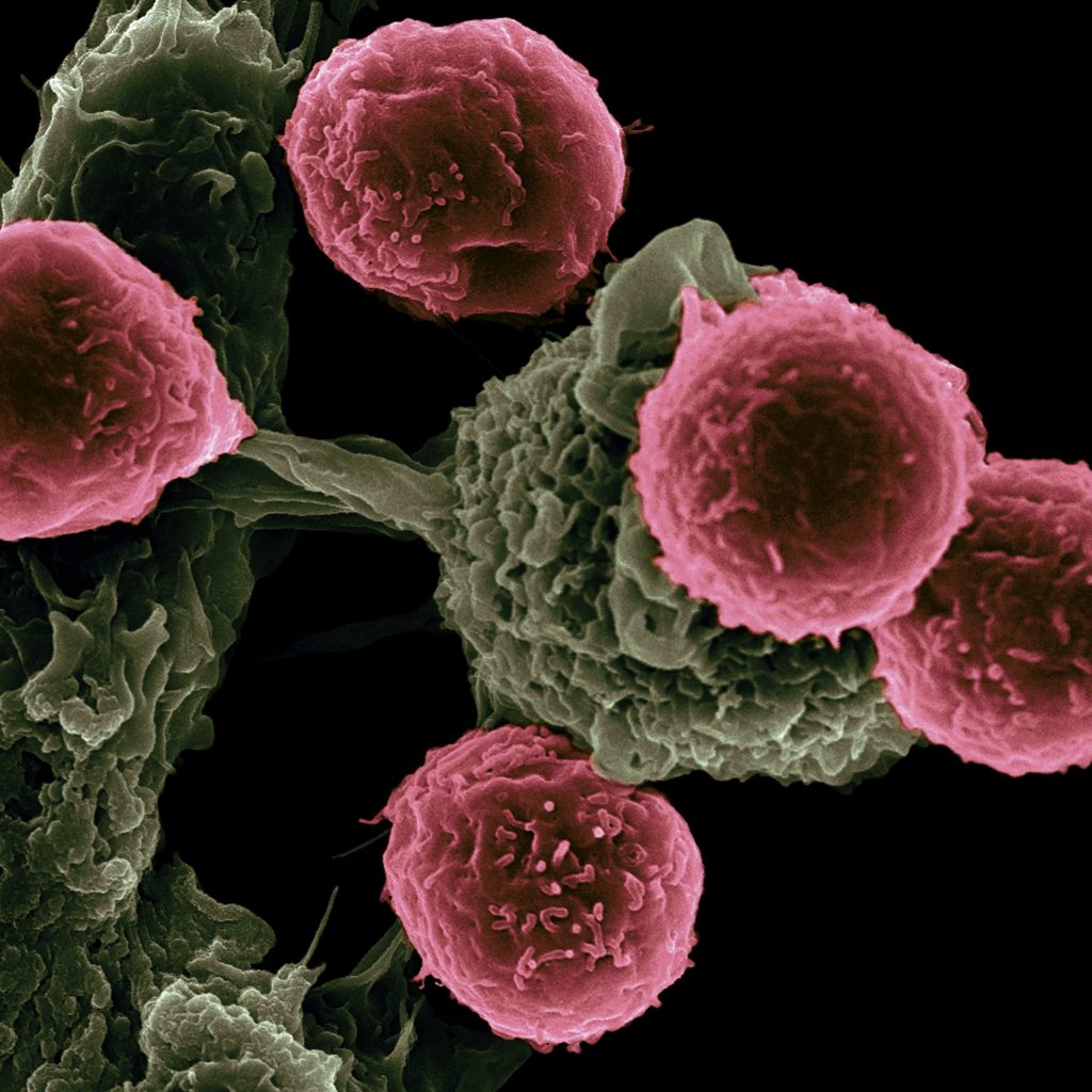 molecular cells - scottish news 