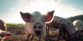 pink pig - scottish news