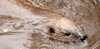 Beaver in water - Scottish news