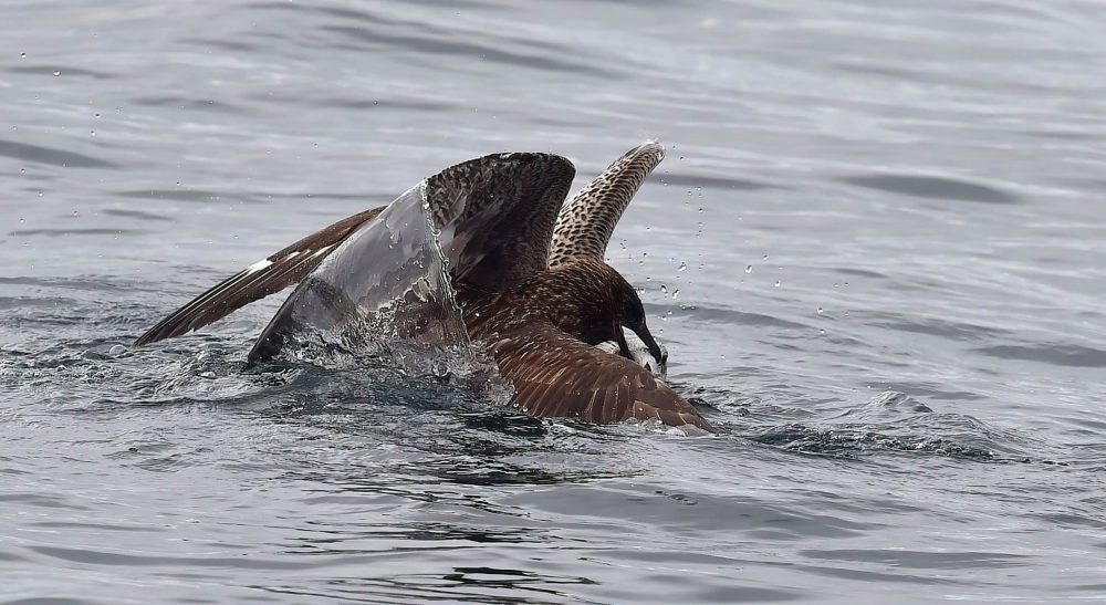 a seagull and great skua battling in the sea - Scottish News