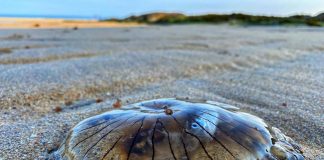 The Compass jellyfish - Nature News UK