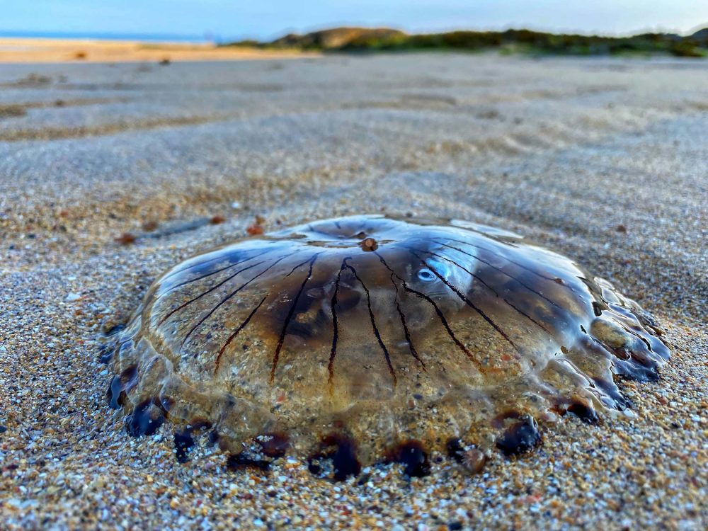 The Compass jellyfish - UK Nature News