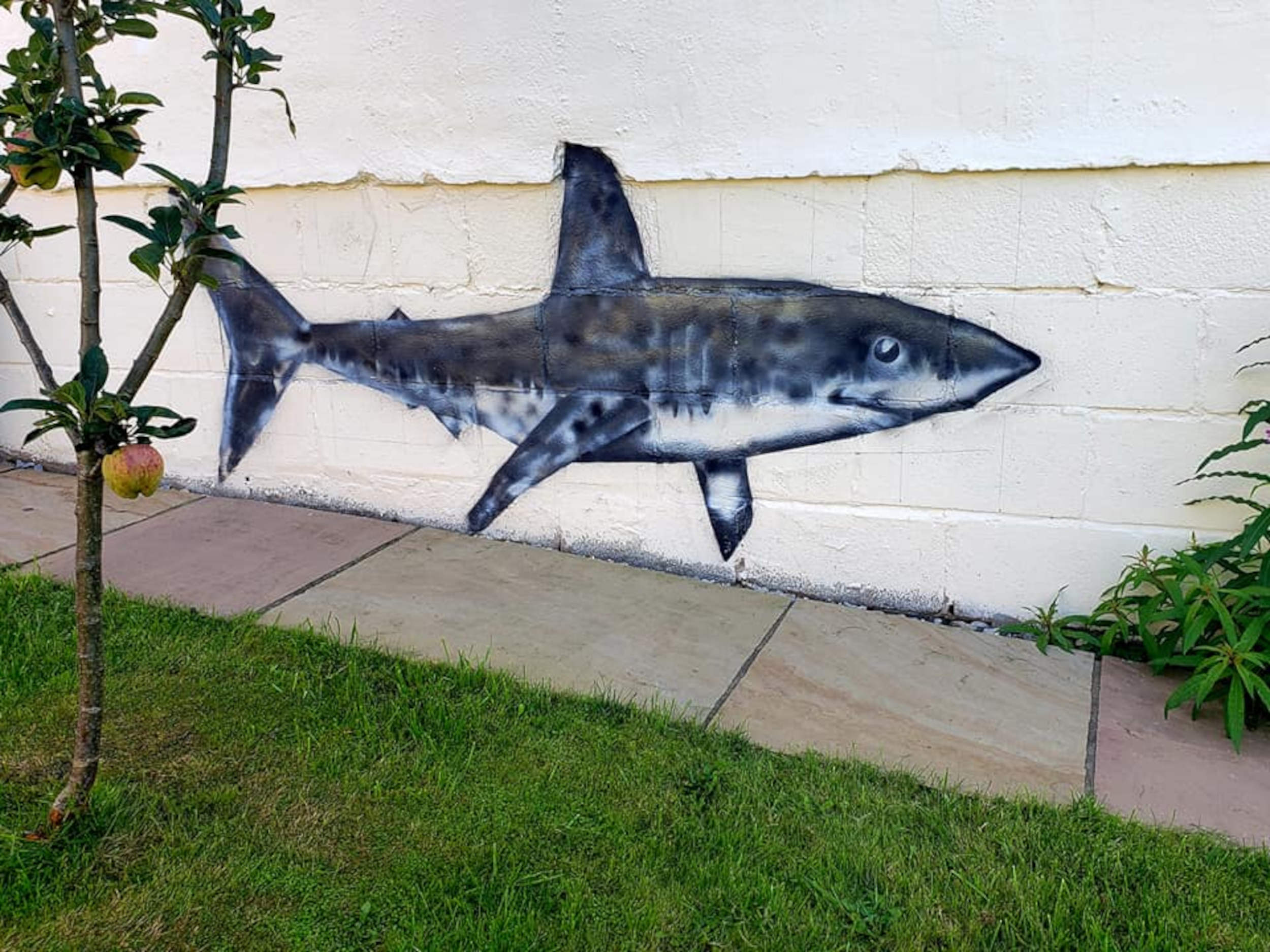 Shark on shed - Art News UK