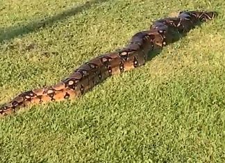 The giant snake - Scottish Animal News