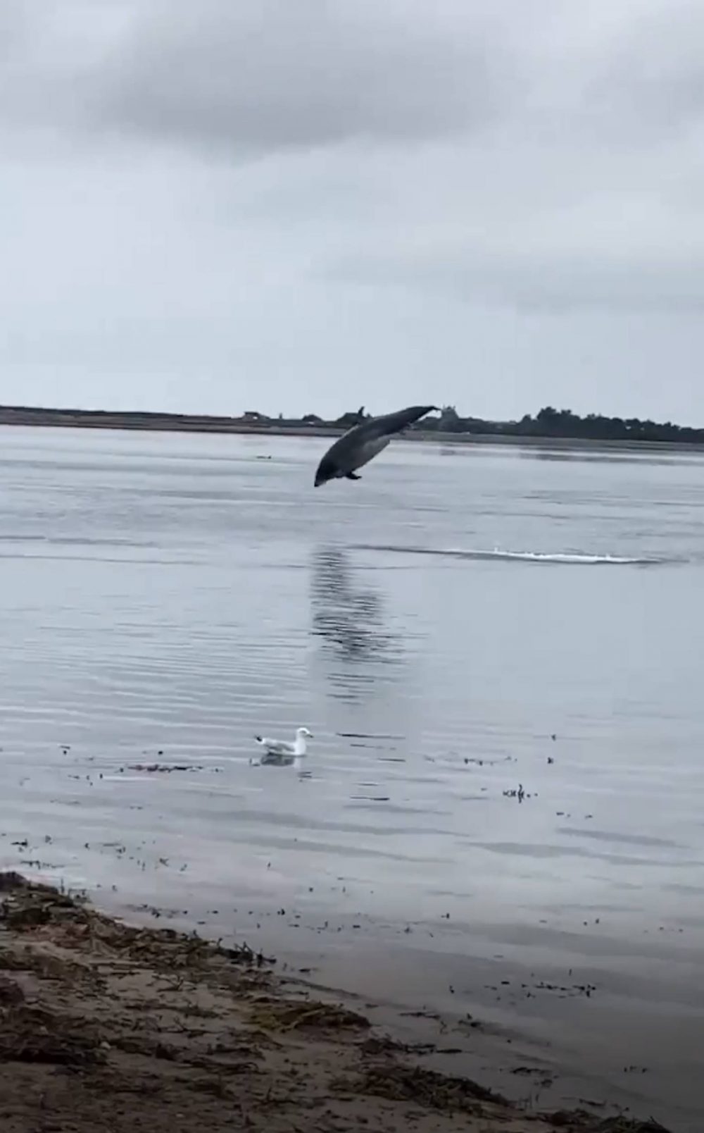 Dolphin leaping stunningly out the water | Scottish Animal News
