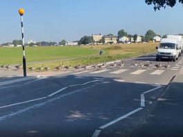 Geese walking over zebra crossing | Animal News