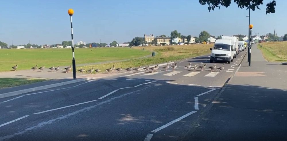 Geese walking over zebra crossing | Animal News