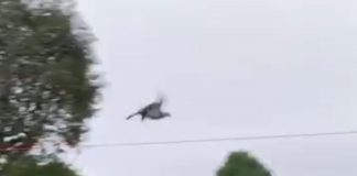The pigeon flying through the air