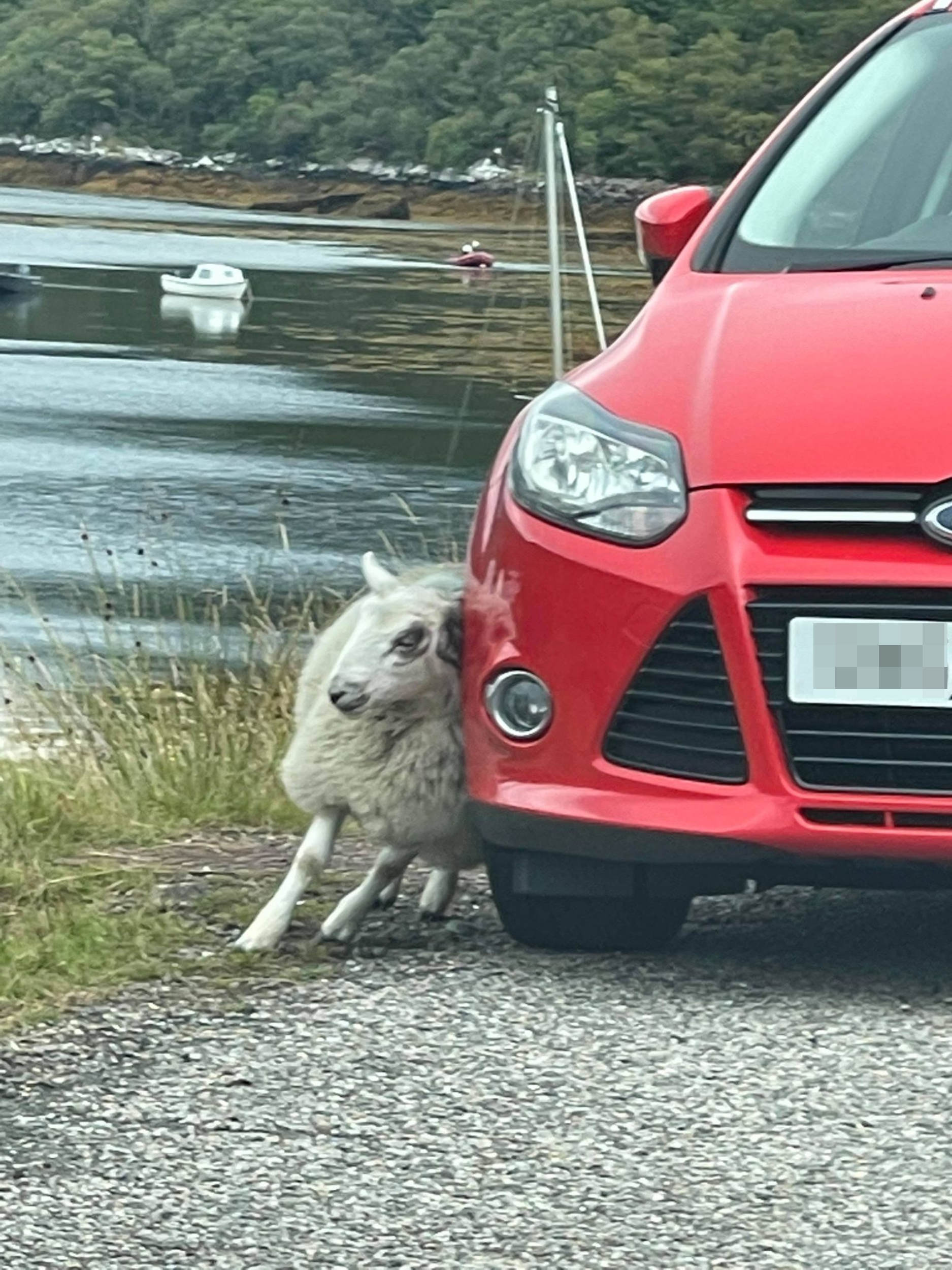 Itchy sheep and car reg - Animal News Scotland