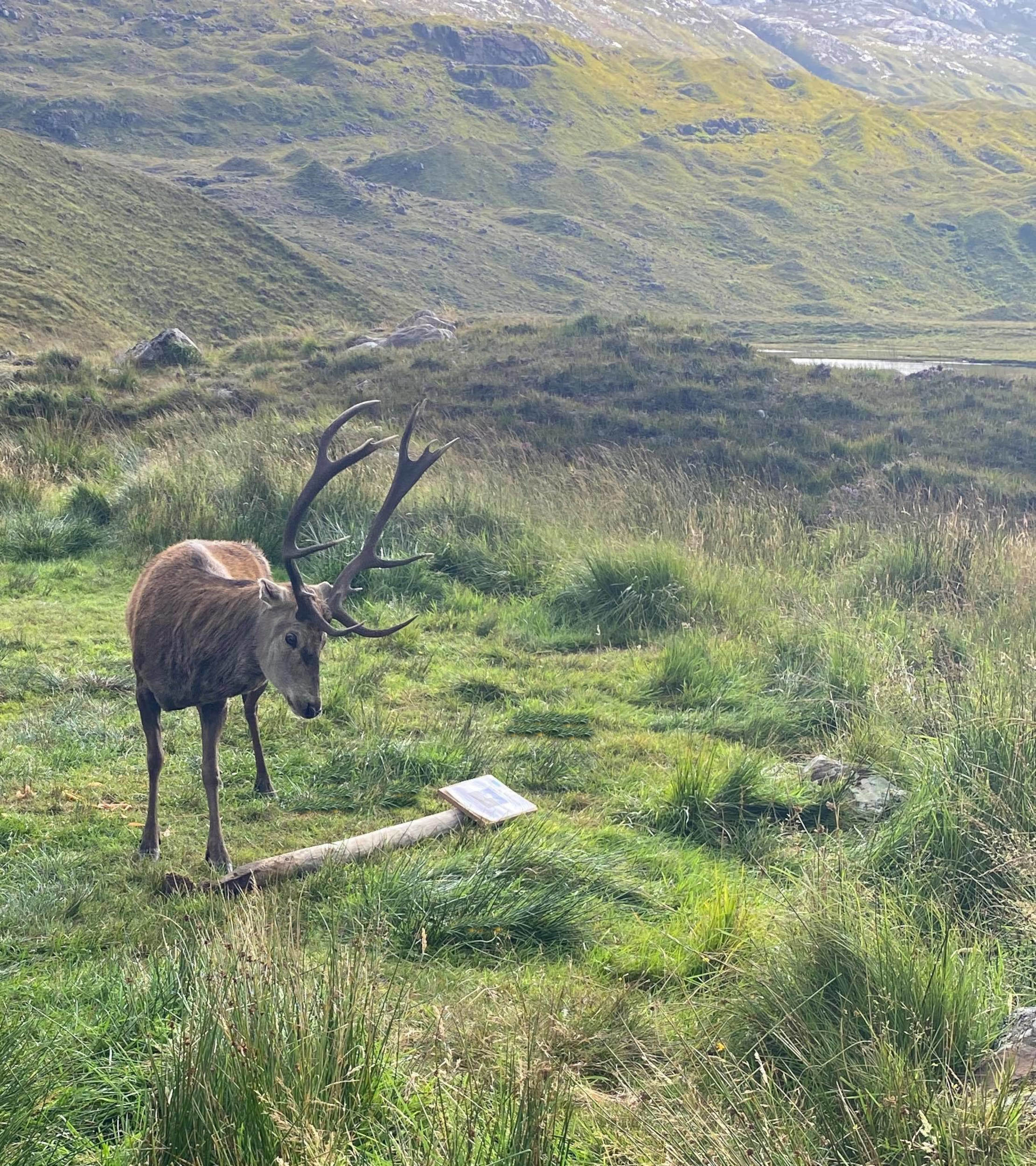 Stag with knocked over sign - Wildlife News Scotland