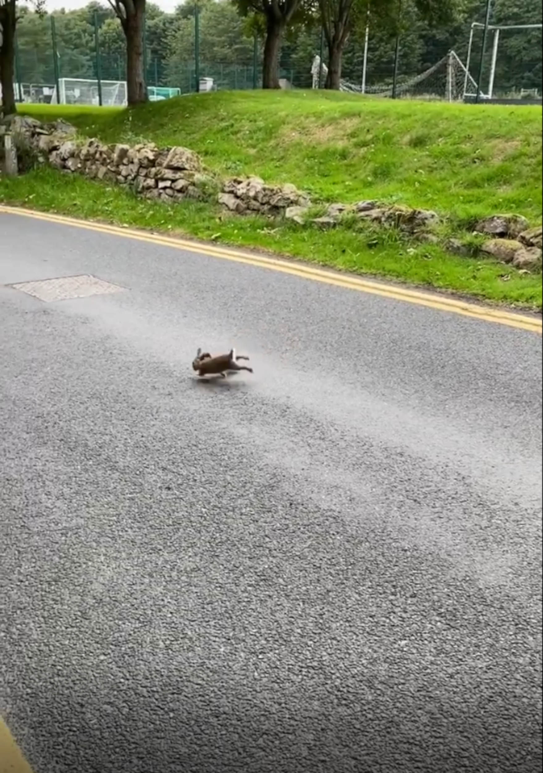 Rabbit and Stoat on road - Wildlife News Scotland