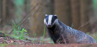 Badger looking at camera - Animal News Scotland