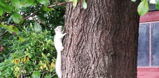 The albino squirrel pictures on the side of a tree in Louis's Edinburgh garden.