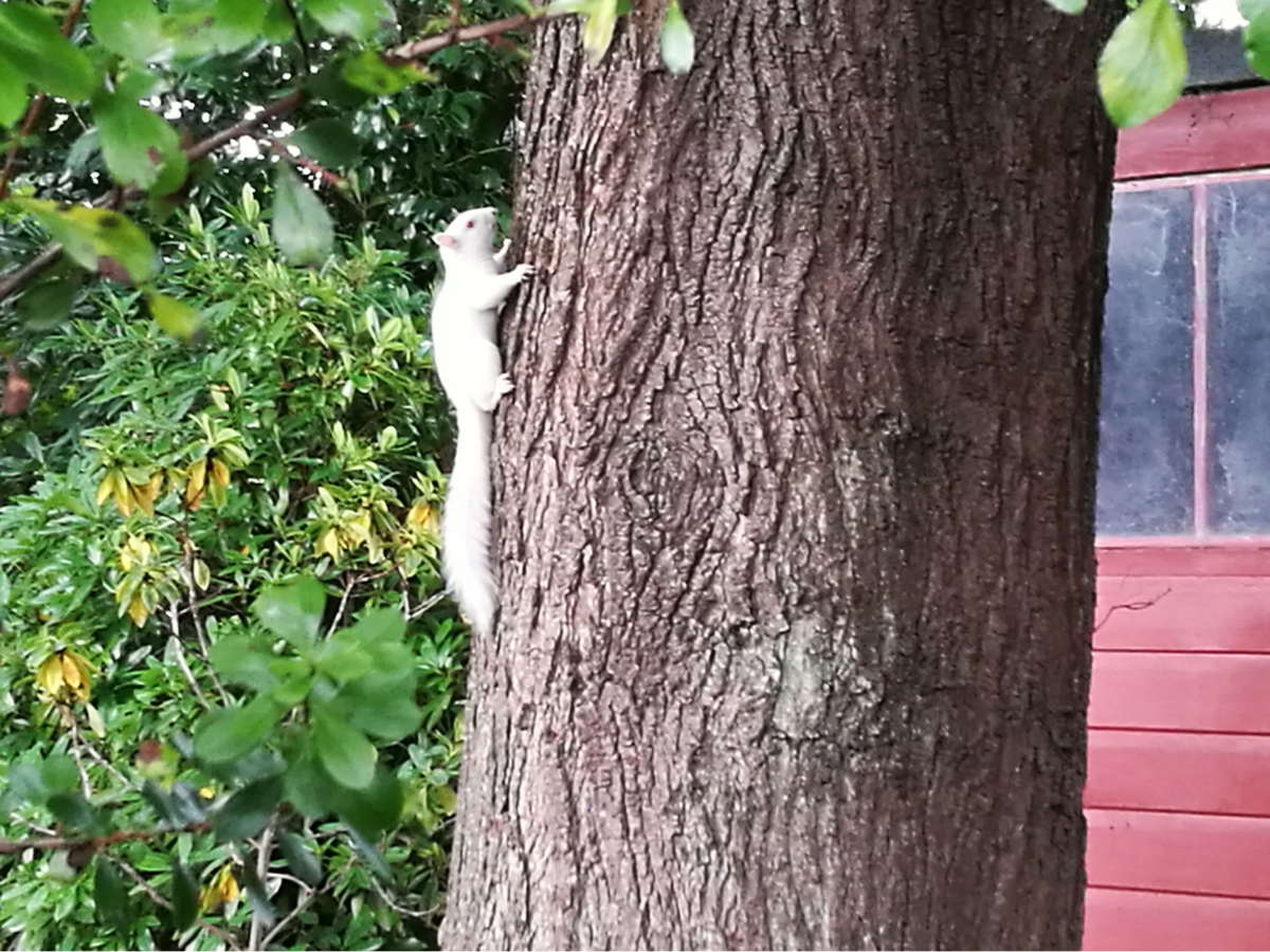 The albino squirrel pictures on the side of a tree in Louis's Edinburgh garden.