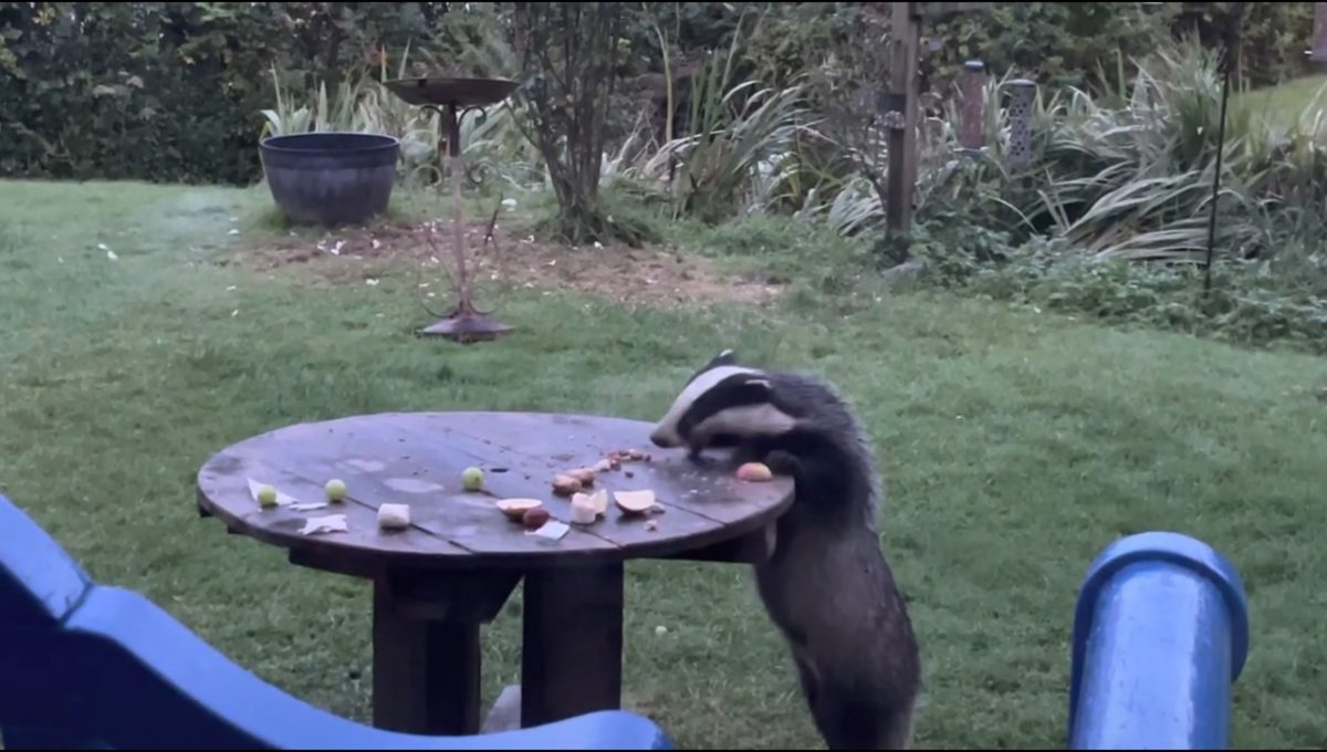 A screenshot of the badger on its hind legs, attempting to grab the cocktail sausages from the picnic table.